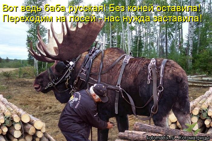 Котоматрица: Вот ведь баба русская! Без коней оставила! Переходим на лосей - нас нужда заставила!