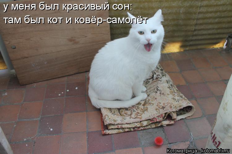 Котоматрица: у меня был красивый сон: там был кот и ковёр-самолёт
