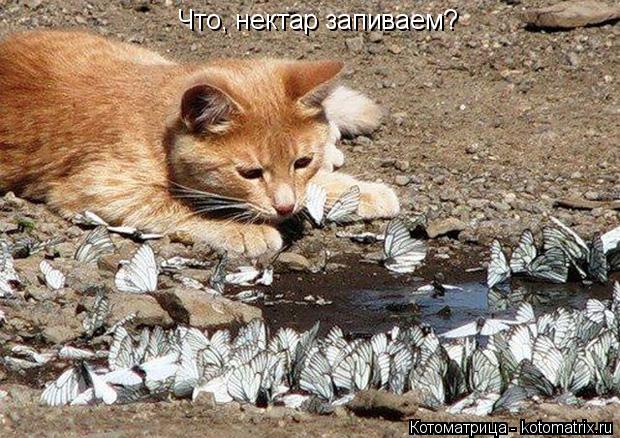 Котоматрица: Что, нектар запиваем?