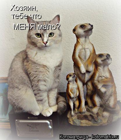 Котоматрица: Хозяин, тебе что МЕНЯ мало?