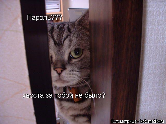 Котоматрица: Пароль??? хвоста за тобой не было?