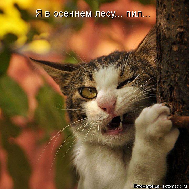 Котоматрица: Я в осеннем лесу... пил...