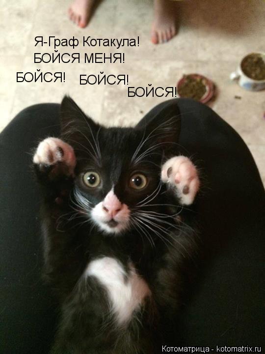 Я-Граф Котакула! БОЙСЯ МЕНЯ! БОЙСЯ! БОЙСЯ! БОЙСЯ!... Котоматрица: Я-Граф Котакула! БОЙСЯ МЕНЯ! БОЙСЯ! БОЙСЯ! БОЙСЯ!