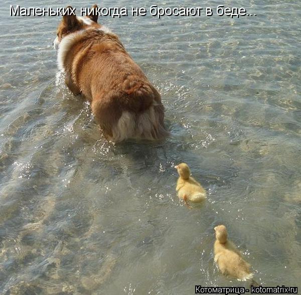 Котоматрица: Маленьких никогда не бросают в беде...