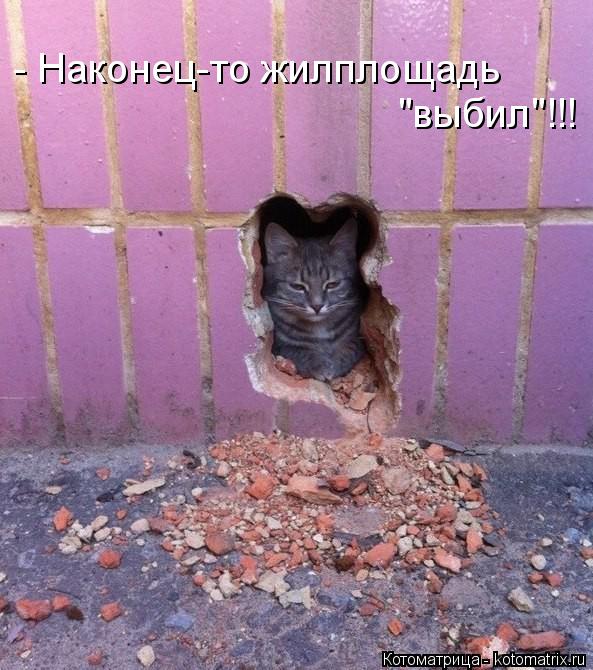 Котоматрица: - Наконец-то жилплощадь  "выбил"!!!