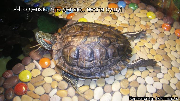 -Что делаю, что делаю...весла сушу!... Котоматрица: -Что делаю, что делаю...весла сушу!