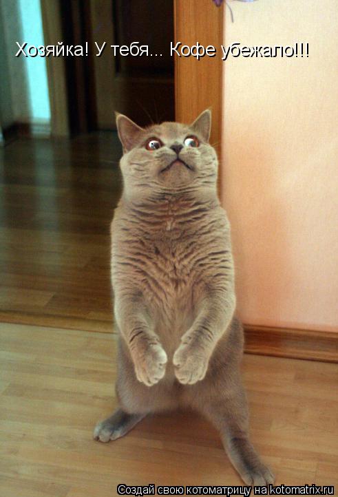 Котоматрица: Хозяйка! У тебя... Кофе убежало!!!