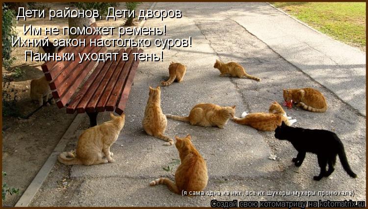 Дети районов, Дети дворов Им не поможет ремень! Ихний закон настолько суров! Паиньки уходят в тень! (... Котоматрица: Дети районов, Дети дворов Им не поможет ремень! Ихний закон настолько суров! Паиньки уходят в тень! (я сама одна из них, все их шухеры-мухеры п