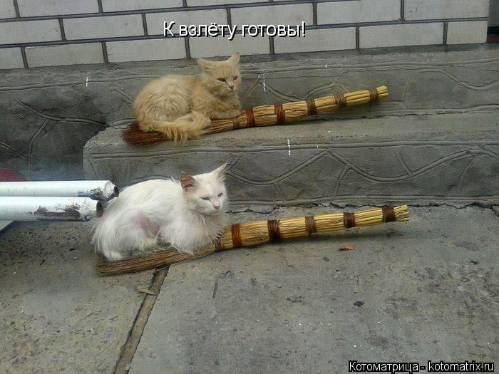 Котоматрица: К взлёту готовы!