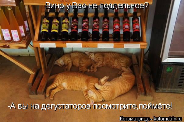 Вино у Вас не поддельное? -А вы на дегустаторов посмотрите,поймёте!... Котоматрица: Вино у Вас не поддельное? -А вы на дегустаторов посмотрите,поймёте!