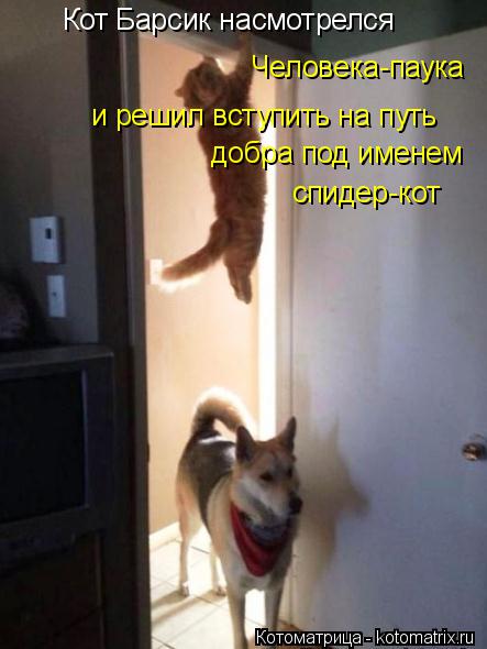 Котоматрица: Кот Барсик насмотрелся  Человека-паука и решил вступить на путь добра под именем спидер-кот