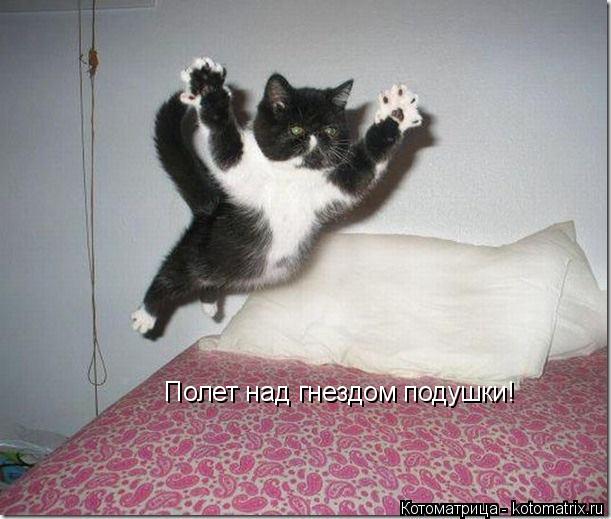 Котоматрица: Полет над гнездом подушки!
