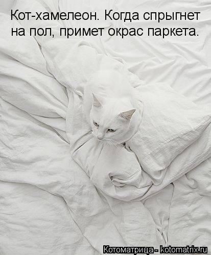 Котоматрица: Кот-хамелеон. Когда спрыгнет  на пол, примет окрас паркета.