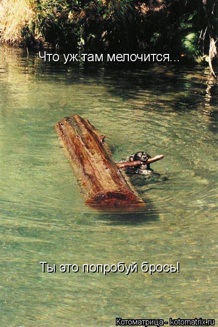 Котоматрица: Что уж там мелочится... Ты это попробуй брось!
