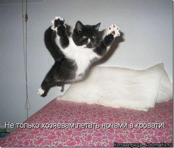 Не только хозяевам летать ночами в кровати!... Котоматрица: Не только хозяевам летать ночами в кровати!
