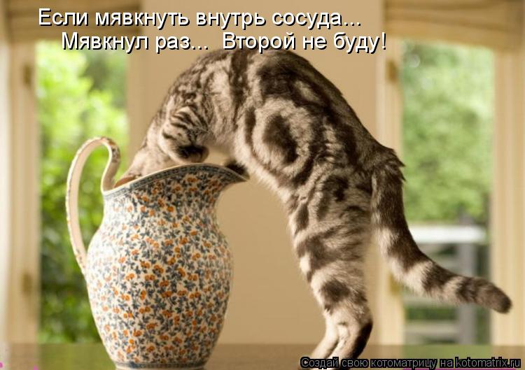 Котоматрица: Если мявкнуть внутрь сосуда... Мявкнул раз...  Второй не буду!