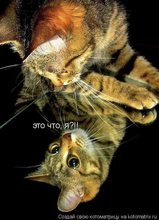 Котоматрица: это что, я?!!