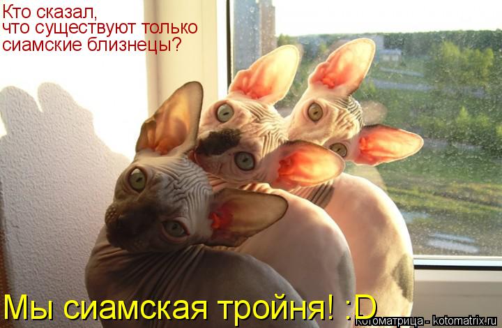 Котоматрица: Кто сказал, что существуют только сиамские близнецы? Мы сиамская тройня! :D