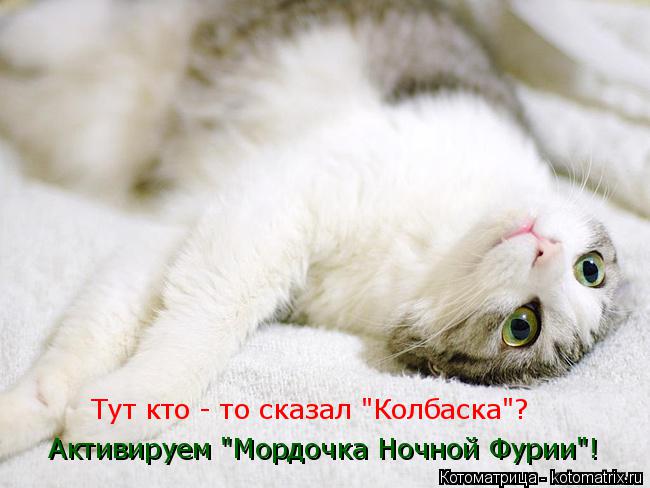 Котоматрица: Тут кто - то сказал "Колбаска"? Активируем "Мордочка Ночной Фурии"!
