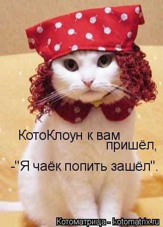 КотоКлоун к вам пришёл, -"Я чаёк попить зашёл".... Котоматрица: КотоКлоун к вам пришёл, -"Я чаёк попить зашёл".