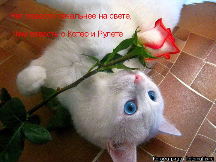 Котоматрица: Нет повести печальнее на свете,  Чем повесть о Котео и Рулете