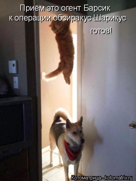 Котоматрица: Приём это огент Барсик к операции обсиракус Шарикус готов!