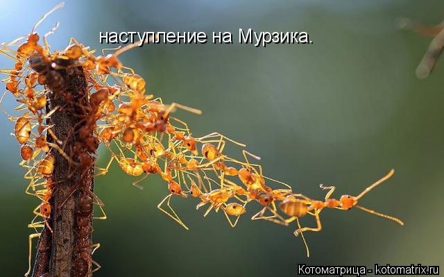 Котоматрица: наступление на Мурзика.