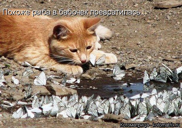 Котоматрица: Похоже рыба в бабочек превратилась...