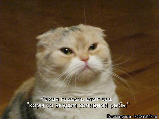 Какая гадость этот ваш "корм со вкусом заливной рыбы"... Котоматрица: Какая гадость этот ваш "корм со вкусом заливной рыбы"