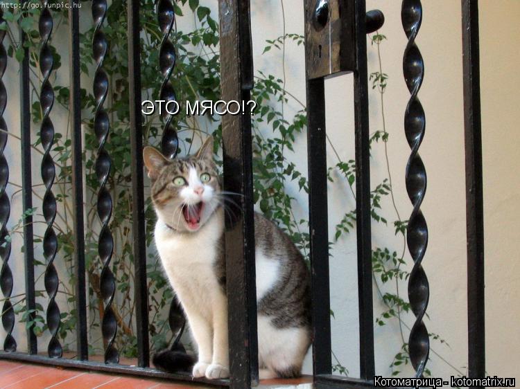 Котоматрица: ЭТО МЯСО!?