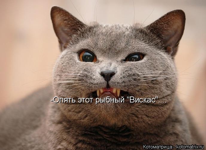Котоматрица: -Опять этот рыбный "Вискас"....