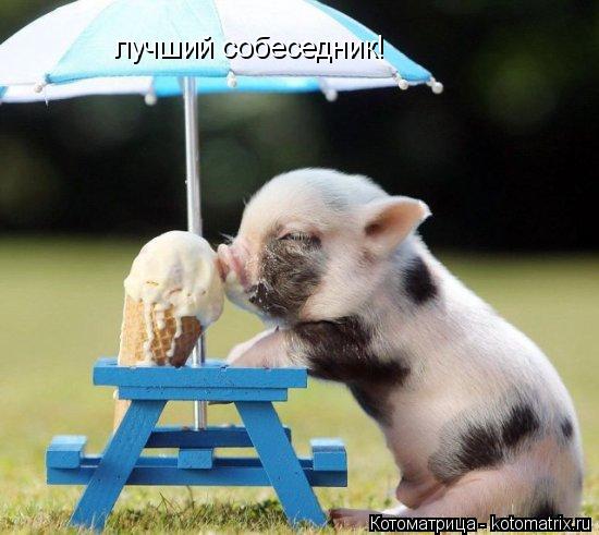 Котоматрица: лучший собеседник!