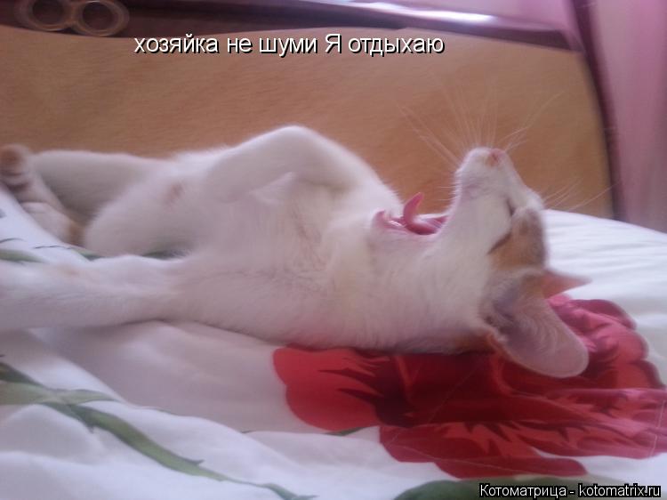 Котоматрица: хозяйка не шуми Я отдыхаю