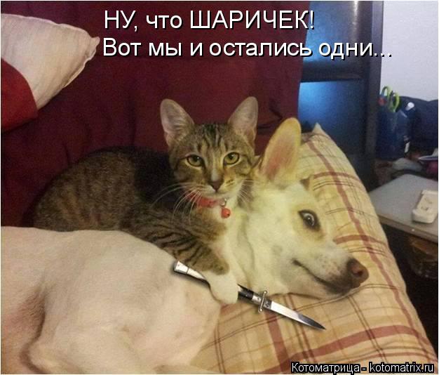 Котоматрица: НУ, что ШАРИЧЕК! Вот мы и остались одни...