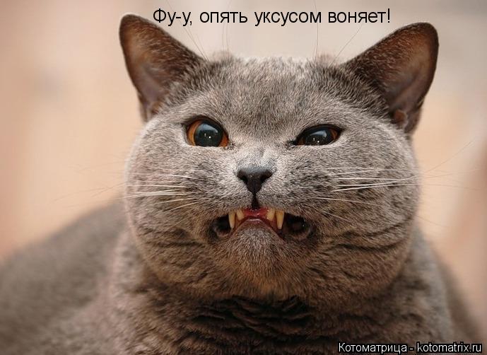 Котоматрица: Фу-у, опять уксусом воняет!