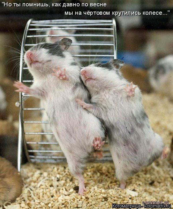 "Но ты помнишь, как давно по весне мы на чёртовом крутились колесе..."... Котоматрица: "Но ты помнишь, как давно по весне мы на чёртовом крутились колесе..."