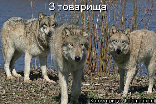 Котоматрица: 3 товарища