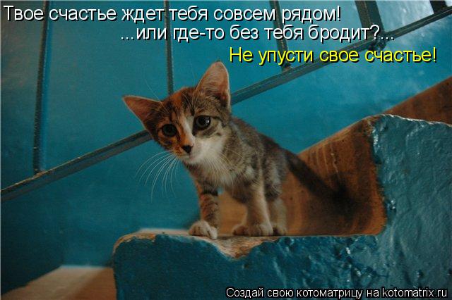 Котоматрица: Твое счастье ждет тебя совсем рядом! ...или где-то без тебя бродит?... Не упусти свое счастье!
