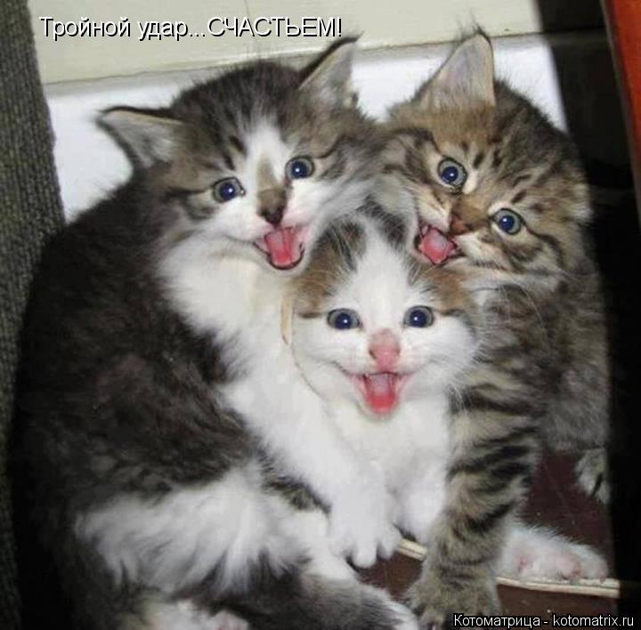 Котоматрица: Тройной удар...СЧАСТЬЕМ!