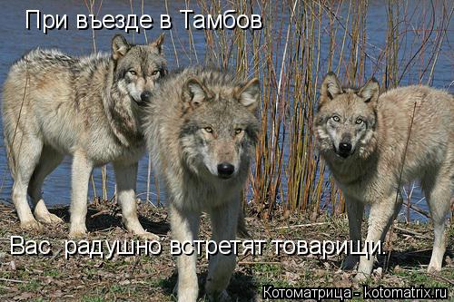 Котоматрица: При въезде в Тамбов Вас  радушно встретят товарищи.
