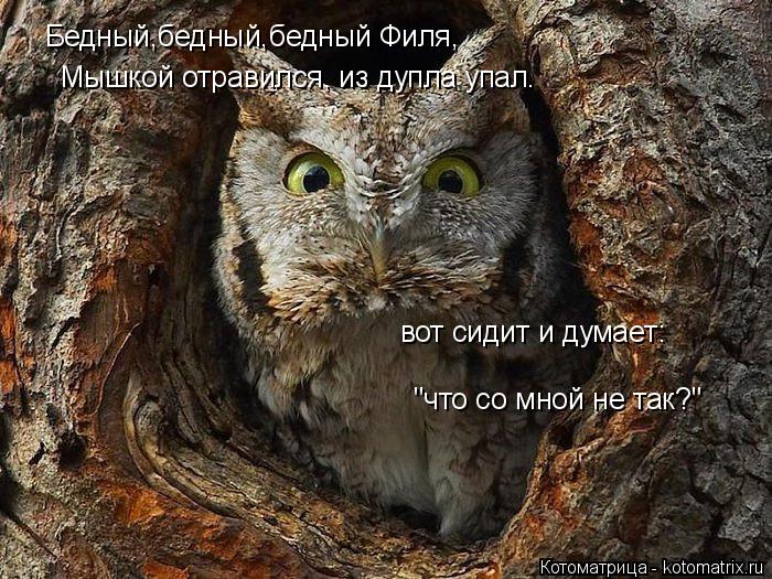 Котоматрица: Бедный,бедный,бедный Филя, Мышкой отравился, из дупла упал. вот сидит и думает: "что со мной не так?"