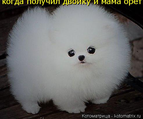 Котоматрица: когда получил двойку и мама орет на тебя когда получил двойку и мама орет на тебя