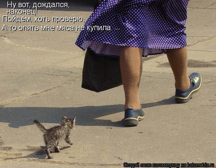 Котоматрица: Ну вот, дождался, наконец! Пойдём, хоть проверю, А то опять мне мяса не купила ...