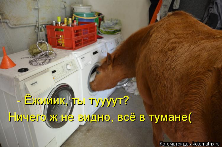 Котоматрица: - Ёжииик, ты туууут? Ничего ж не видно, всё в тумане(