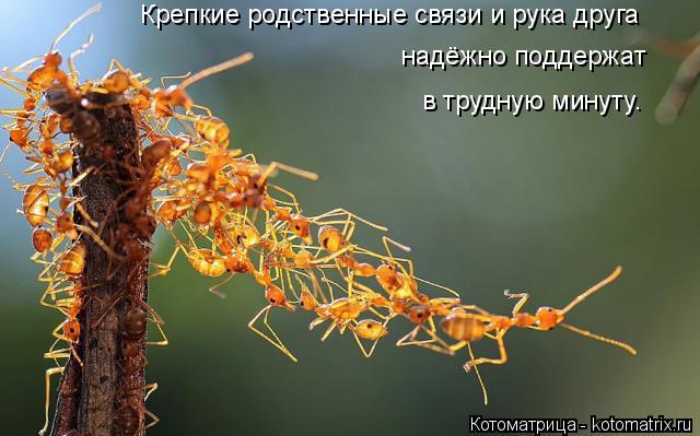 надёжно поддержат в трудную минуту. Крепкие родственные связи и рука друга... Котоматрица: надёжно поддержат в трудную минуту. Крепкие родственные связи и рука друга