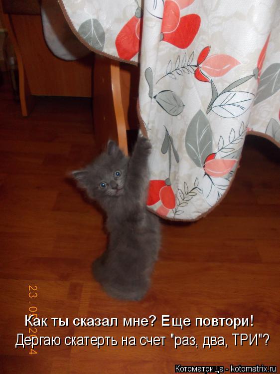 Котоматрица: Как ты сказал мне? Еще повтори! Дергаю скатерть на счет "раз, два, ТРИ"?