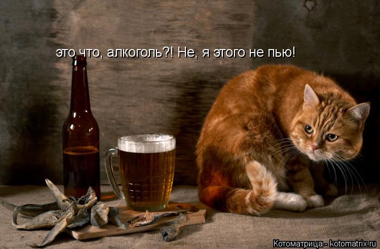 Котоматрица: это что, алкоголь?! Не, я этого не пью!