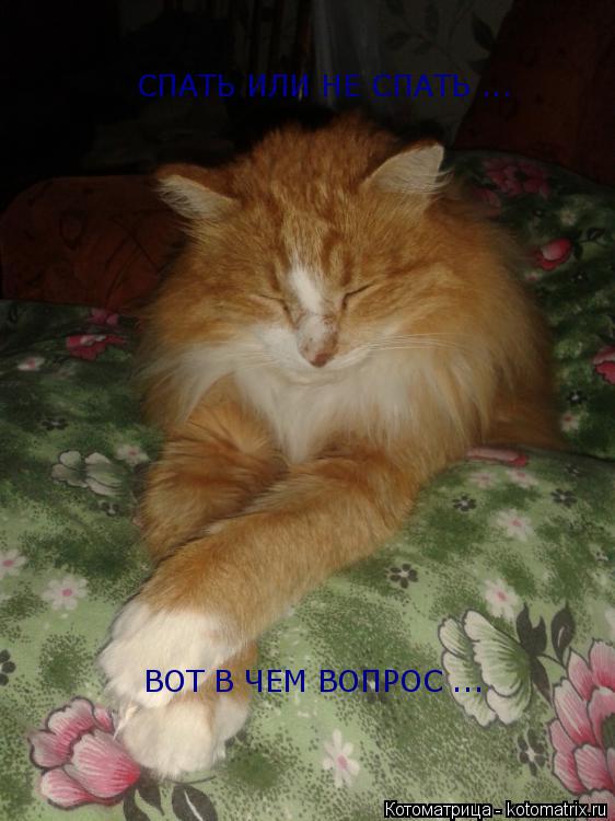 СПАТЬ ИЛИ НЕ СПАТЬ ... ВОТ В ЧЕМ ВОПРОС ...... Котоматрица: СПАТЬ ИЛИ НЕ СПАТЬ ... ВОТ В ЧЕМ ВОПРОС ...