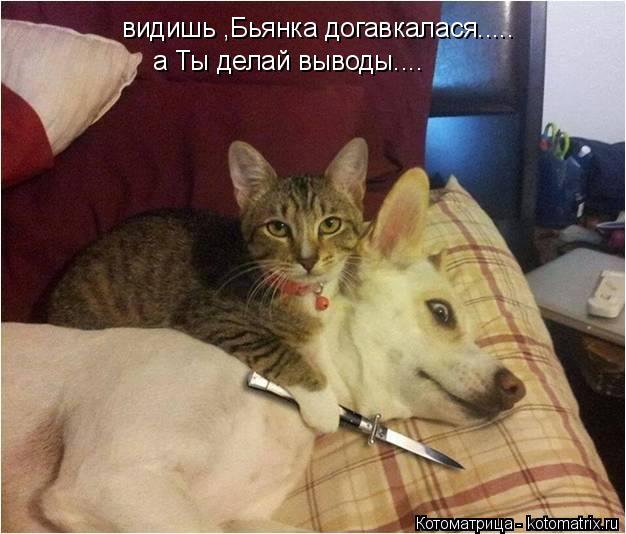 видишь ,Бьянка догавкалася..... а Ты делай выводы....... Котоматрица: видишь ,Бьянка догавкалася..... а Ты делай выводы....