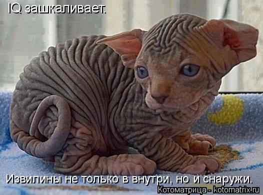 Котоматрица: IQ зашкаливает. Извилины не только в внутри, но и снаружи.